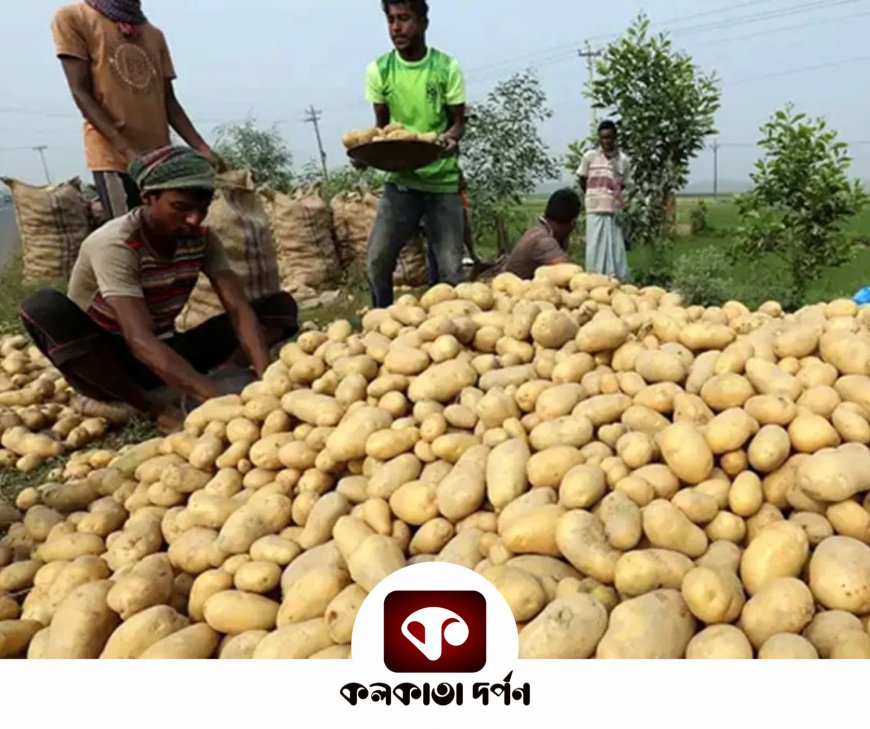 বাজার থেকে উধাও হয়ে যাবে চন্দ্রমুখী? আশঙ্কার কথা শোনালেন চাষিরা